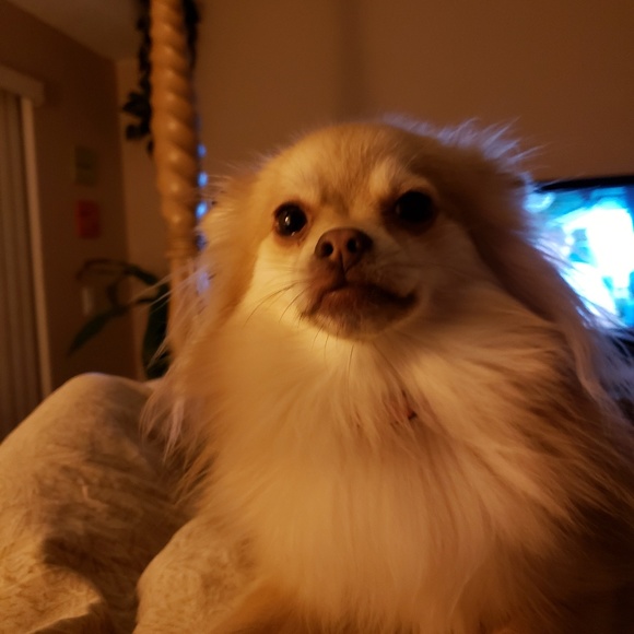 Meet your Posher, Sue - Picture 1 of 1